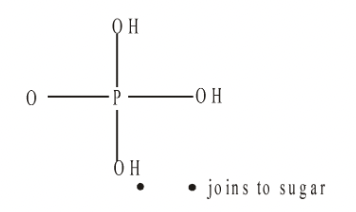Structures of Nucleotides